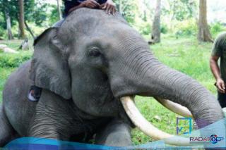 Belasan Gajah Berkeliaran Di Kebun Warga, Begini Kondisinya